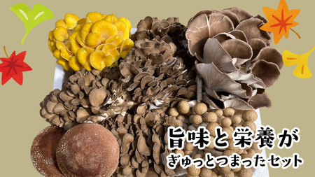 【 3ヶ月連続定期便 】きのこ の 詰め合わせ Sサイズ ( 約1kg ) （茨城県共通返礼品：城里町）