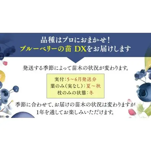 ブルーベリー の 苗 DX 1品種 （品種おまかせ） ラビットアイ系 ハイブッシュ系