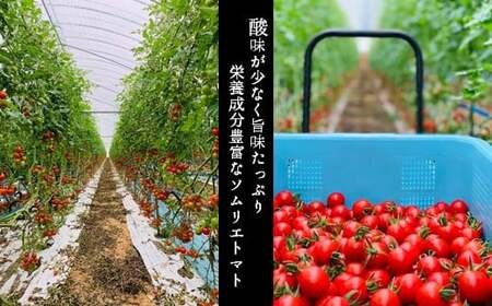 【特別栽培農産物】ソムリエ ミニトマト 食べ比べ 3kg ( プラチナ + ダイヤ ) | 野菜 トマト とまと ミニトマト プチトマト 熊本 玉名