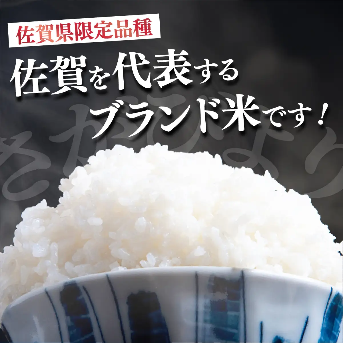 さがびより 白米 5kg×12回