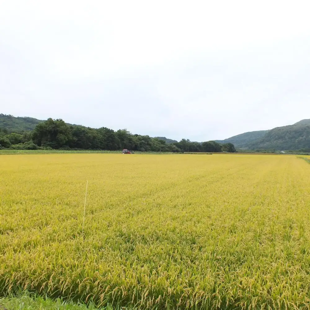 【令和7年産 1年定期配送】（無洗米2kg）ホクレン喜ななつぼし SBTD105