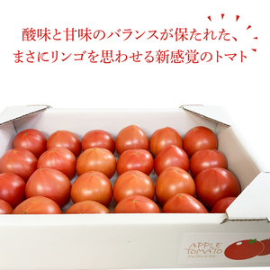 【2026年6月より順次発送】東山農園のアップルトマト 約1.5kg｜トマト とまと 野菜 やさい アップルトマト 新感覚 濃厚 先行予約 フルーツ フルーツトマト 茨城県 行方市 ふるさと納税(FP-1)