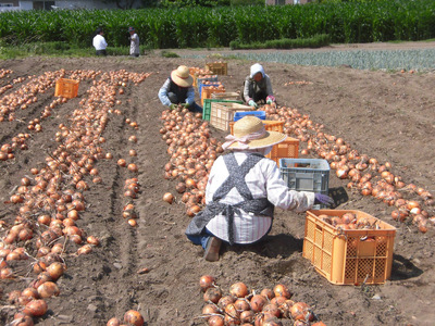 [新玉／令和8年6月から7月順次出荷予定] 産地直送！加藤農園の玉ねぎ 20kg｜数量限定 期間限定 タマネギ オニオン 玉葱 新玉ねぎ 産地直送 農家直送 野菜 新鮮野菜 国産 甘楽町産 群馬県産 先行予約 [0316]