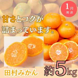 【全3回定期便】旬のフルーツ定期便 【田村みかん /  紀州デコ(不知火) /  桃】 ～和歌山の旬をお届け～ / みかん ミカン 温州みかん 有田みかん 不知火 デコポン 桃 もも モモ 柑橘 フルーツ 果物 くだもの 旬 人気 甘い 定期便【tkb313】