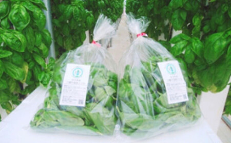 岩手県産 温泉バジル 100g×2袋 計200g ／ バジル 生バジル ばじる 新鮮 生 薬味 ハーブ 国産 八幡平市産 スマート農業 イタリアン 産地直送 農家直送 直送 常温発送 ジェノベーゼ 料理 ソース ピザ ピッツァ 調理 パスタ 炒め物 小分け  計200グラム オススメ おすすめ 野菜 八幡平スマートファーム