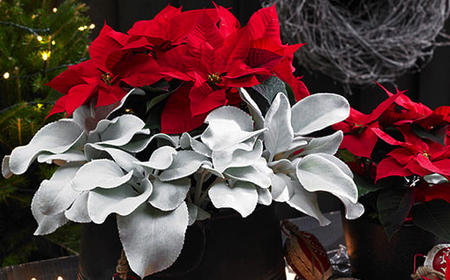 鉢物 セネシオ 「エンジェルウイングス」 2.5寸×6鉢 ／ シルバーリーフ 観葉植物 植物 希少 稀少 鉢もの 珍しい プレゼント ギフト 贈り物 自宅用 家庭用 観賞用 おしゃれ お洒落 インテリア ガーデニング フラワーアレンジメント ブーケ 岩手県産 八幡平市産 おすすめ 【安代リンドウ開発】