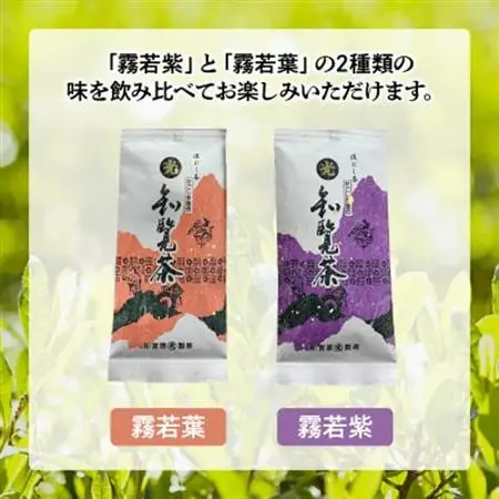 心潤す光印の知覧茶5本セット【1186242】