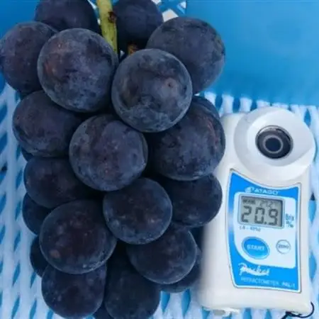 【2026年発送】9月中旬発送「幻の牧丘天空の丘キング巨峰」 約1kg(2～3房)【配送不可地域：離島・沖縄県】【1473331】