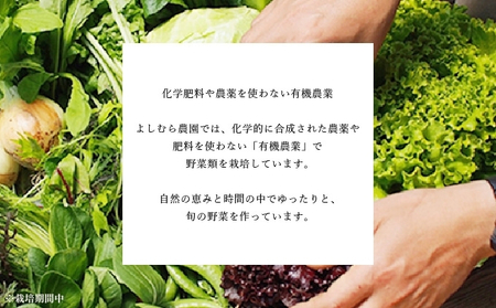 定期便 12回野菜  オーガニック おまかせ野菜セット 野菜 定期便