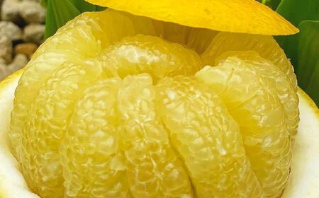 【6か月連続定期便】季節の果物と野菜セット 16品目