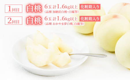 桃 定期便 2026年 先行予約 岡山 の 白桃 6玉 合計1.6kg以上×2回 お届け 化粧箱入り