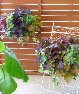 C052 宿根草 「ヒューケラ 花うるる ハンギング 寄せ植え」Mサイズ(多年草 ドルチェ カラーリーフ 寄植え ハンギングバスケット 春 夏 秋 冬 屋外 玄関 おしゃれ ギフト ガーデニング 誕生日 プレゼント 鉢植え 珍しい 完成品 花 鉢植え 母の日