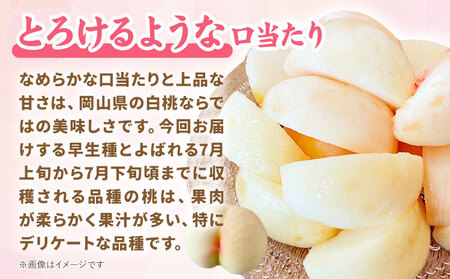 桃 岡山白桃 約800g 晴れの国おかやま館(フルーツランド岡山) 