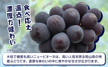【2026年先行予約】岡山県産 ピオーネ 2房 約500g×2 晴れの国 晴れの国 おかやま館(フルーツランド岡山)《2026年7月中旬-8月下旬頃出荷》岡山県 浅口市 マスカット ぶどう 葡萄 果物 フルーツ 送料無料【配送不可地域あり】（離島）
