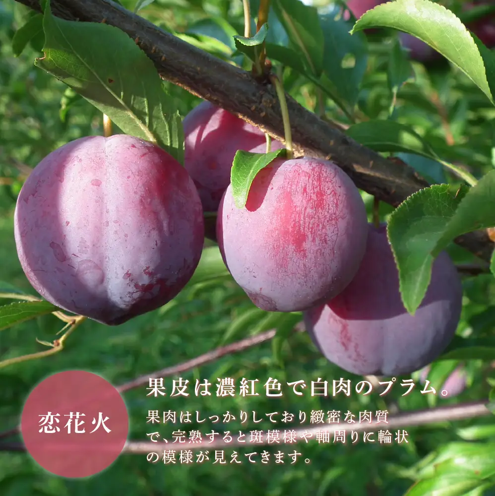 【 先行受付 】 プラム 恋花火 1kg フルーツ 果物 くだもの 旬のフルーツ 旬の果物 季節のフルーツ 季節の果物 北海道 芦別市