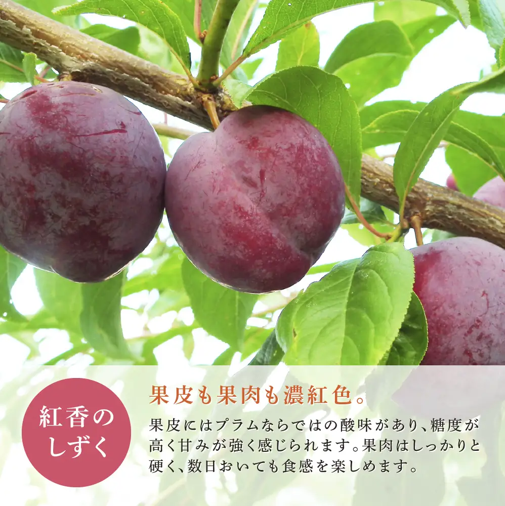 【 先行受付 】プラム 紅香のしずく 1kg 北海道産 すもも フルーツ 果物 旬のフルーツ 旬の果物 くだもの 北海道 芦別市