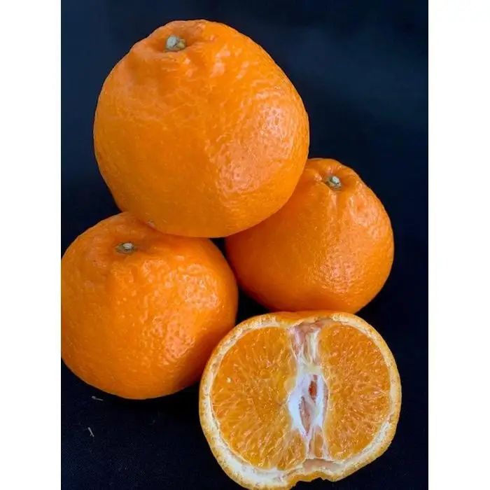 完熟はるみオレンジ 赤秀品 5kg （L～3Lサイズ混合/サイズ指定不可）