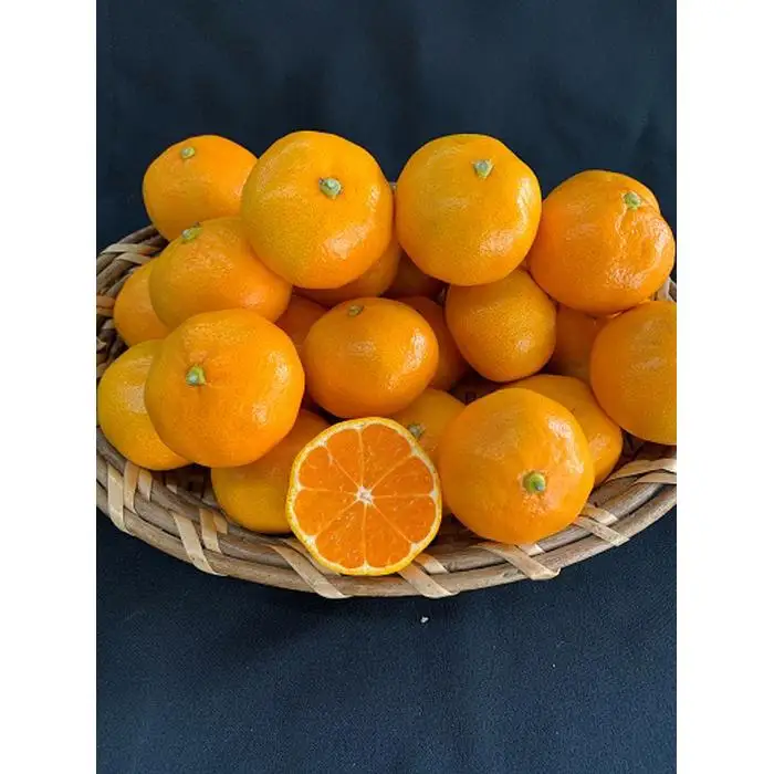 【数量限定】【赤秀特選品】有田みかん2Sサイズ約5kg