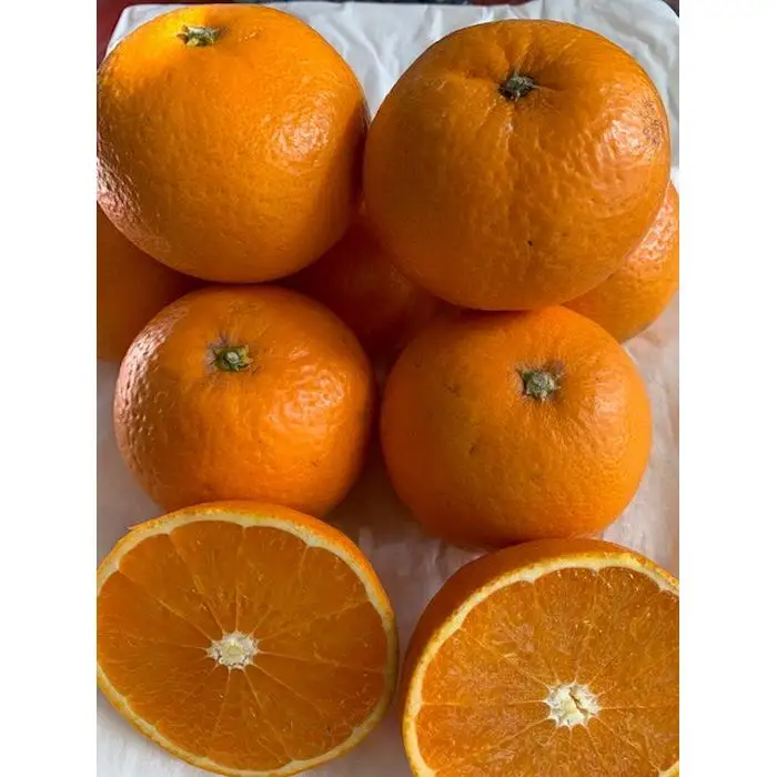 完熟清見オレンジ 赤秀品 5kg（М・L・2L/サイズ指定不可）