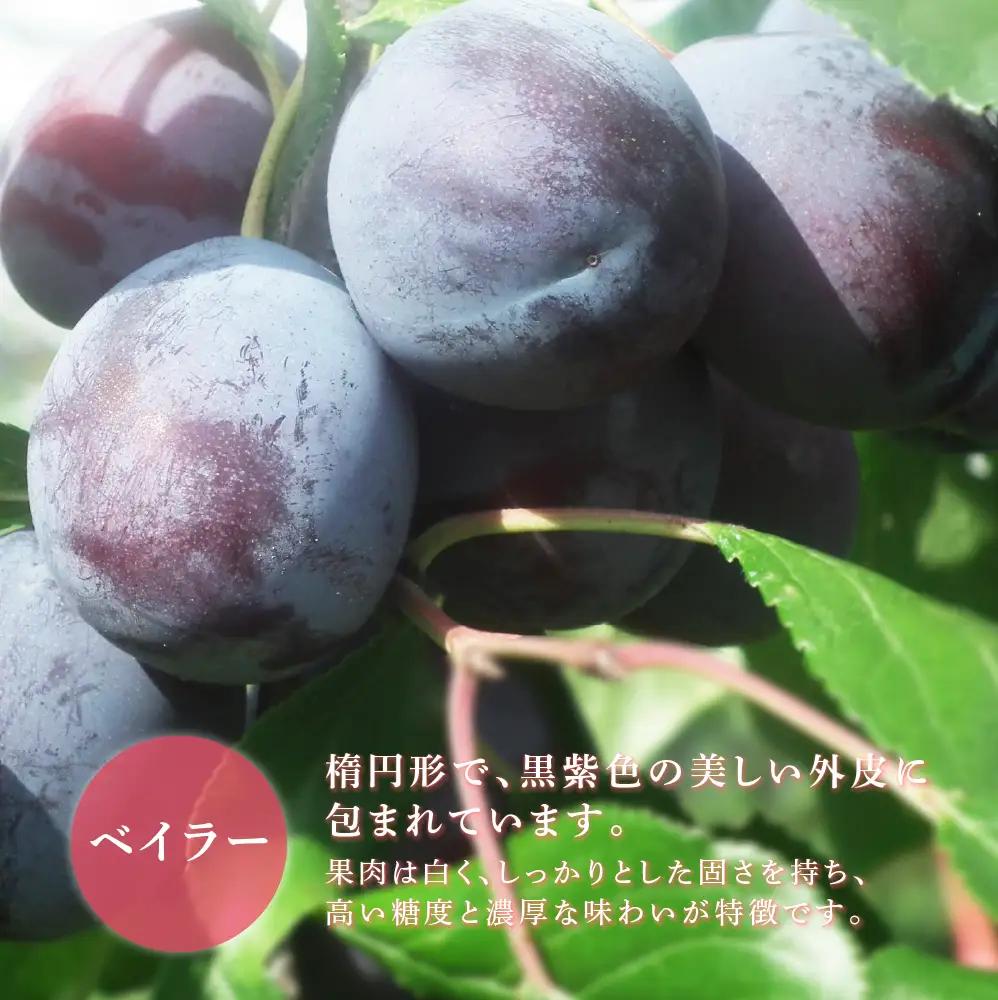 【 先行受付 】プルーン ベイラー 1kg 生 フルーツ 果物 旬のフルーツ 旬の果物 くだもの 北海道 芦別市