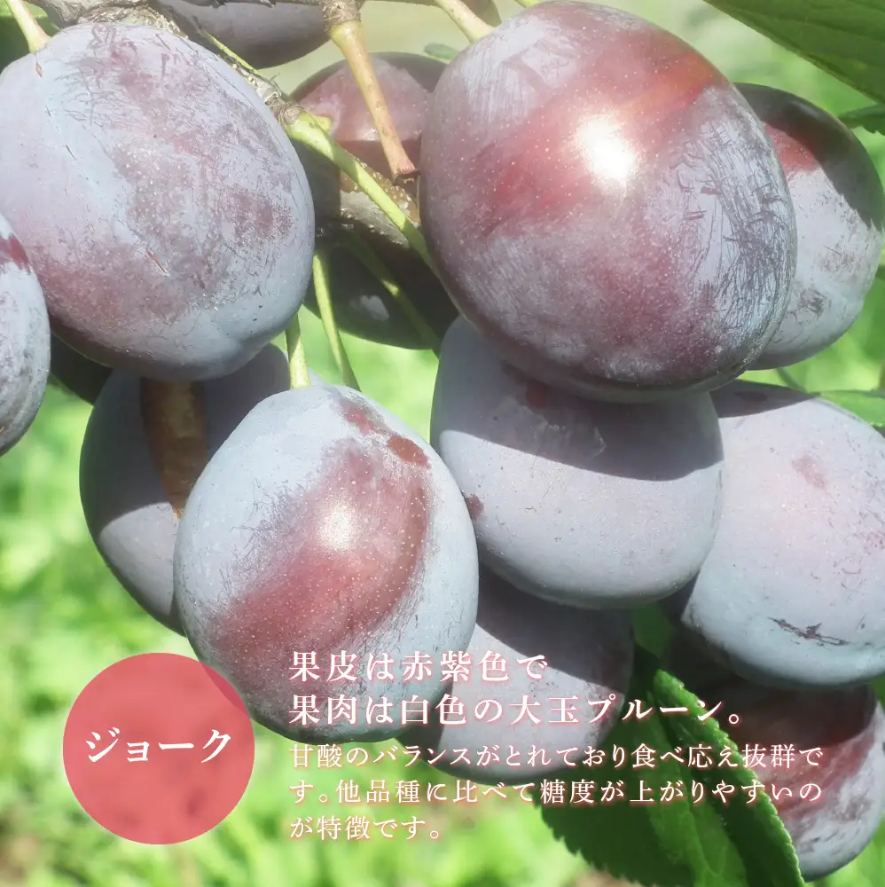 【 先行受付 】プルーン ジョーク 1kg 生 フルーツ 果物 旬のフルーツ 旬の果物 くだもの 北海道 芦別市