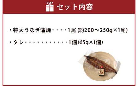 熊本産 特大うなぎ蒲焼「阿蘇夢鰻（アソロマン）」1尾 鰻 蒲焼