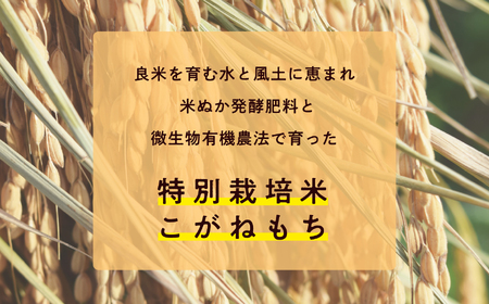 米 もち米1kg×2袋（ 高級ブランドもち米こがねもち使用）【ADATARAふぁーむ】