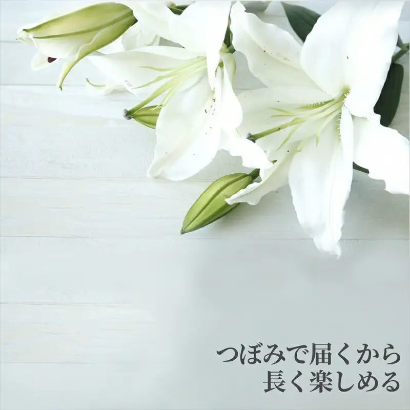 【百合の王様】【未開花/長持ち】農林水産大臣賞を受賞したフローリストがアレンジする“純白のカサブランカ”【 花 お花 神奈川県 小田原市 お花】