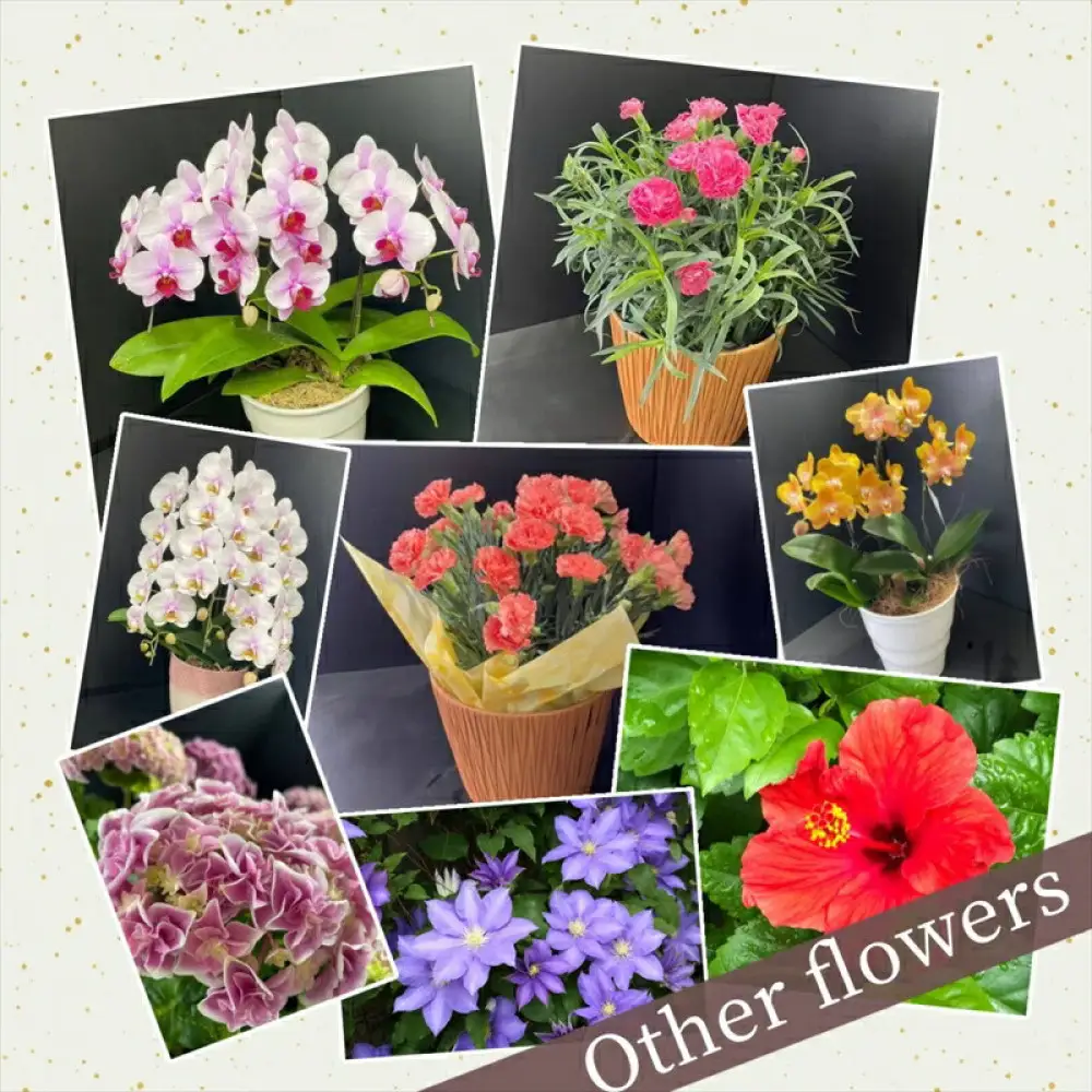 【定期便年3回　季節の花鉢】農林水産大臣賞を受賞したフローリストがアレンジする 季節を知らせる花鉢【 花 お花 神奈川県 小田原市 お花】