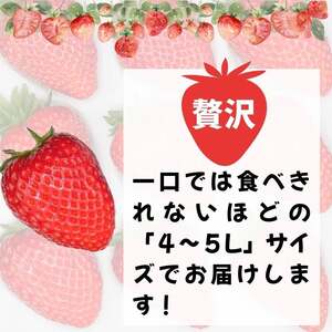 【先行予約】いちご 古都華 2パック 【2027年1月～順次発送】