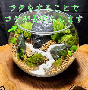 コケテラリウム制作キット直径15cm 動画説明付き〈コケ 苔 こけ 植物 初心者 インテリア 手作り セット キッド 雑貨 日用品〉 