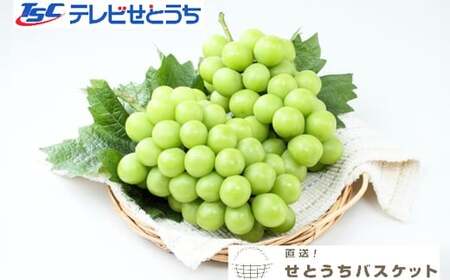 岡山県産シャインマスカット（ご家庭用）約1.2kg（2～3房）【2026年9月上旬～10月下旬 発送予定】【シャインマスカット 果物 フルーツ 国産 人気 おすすめ 岡山県 倉敷市】
