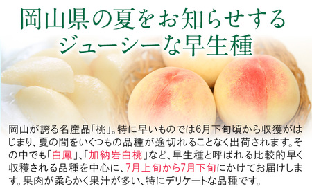 岡山白桃 約900g 晴れの国おかやま館(漂流岡山) 【配送不可地域あり】