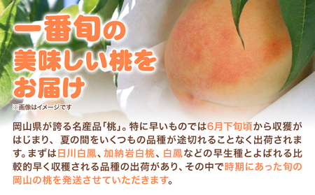 岡山の白桃 約840g 晴れの国おかやま館(つむぐ株式会社) 【配送不可地域あり】