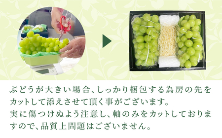 先行予約 シャインマスカット 1.3kg  ぶどう フルーツ 福島県 田村市