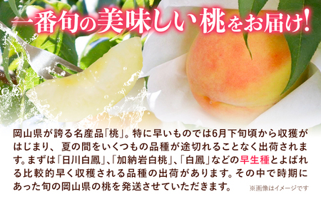 ご家庭用 岡山白桃 約1.3kg 晴れの国おかやま館(つむぐ株式会社) 【配送不可地域あり】