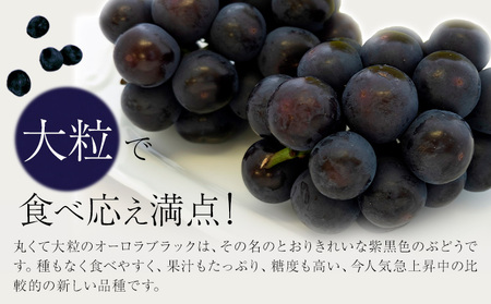 【2026年先行予約】ご家庭用 岡山県産 オーロラブラック 約1.2kg 2-3房 晴れの国 おかやま館(つむぐ株式会社)《2026年8月下旬-9月下旬頃出荷》岡山県 浅口市 マスカット ぶどう 葡萄 果物 フルーツ 送料無料【配送不可地域あり】（離島）