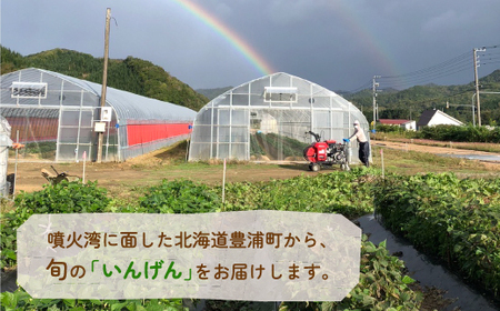 【2026.7月以降順次出荷】さやいんげん (200g × 6袋) 1.2kg サイズ混合 北海道 豊浦町 