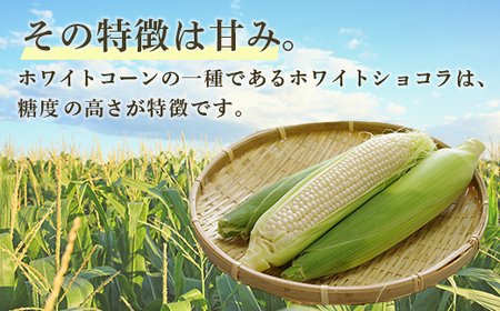 【2026年8月下旬以降順次発送】ホワイトショコラ　白いとうもろこし 20本 北海道 豊浦町産 とうきび 