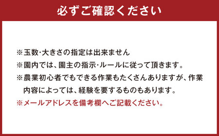 デコポン農園農業体験