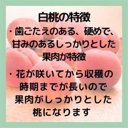 【2026年発送】山梨・萩原フルーツ農園の白桃　A (約1.9kg 4～8個)【配送不可地域：離島】【1477610】