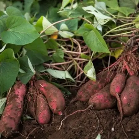【茨城県産】生さつまいも 紅はるか 5Kg_野菜 さつまいも いも サツマイモ 薩摩芋_【1437615】