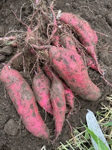 【定期便2ヶ月】生芋　10kg　S～2Lサイズ混合　1箱 いも長 | さつまいも いも 生いも 紅はるか 国産 ※離島への配送不可