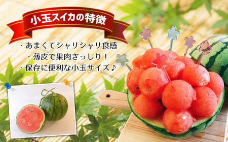 【4月～6月発送】 スイカ 王国 熊本 ！ 小玉 すいか 2玉 熊本県産 果物  西瓜 フルーツ | 果物 くだもの フルーツ スイカ 小玉 スイカ 熊本 玉名