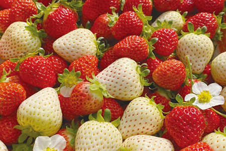 先行予約【訳あり】熊本県産 いちご 詰め合わせ 約260g×2パック 産地直送 国産 新鮮 フレッシュ 果物 苺 イチゴ フルーツ 103-0009