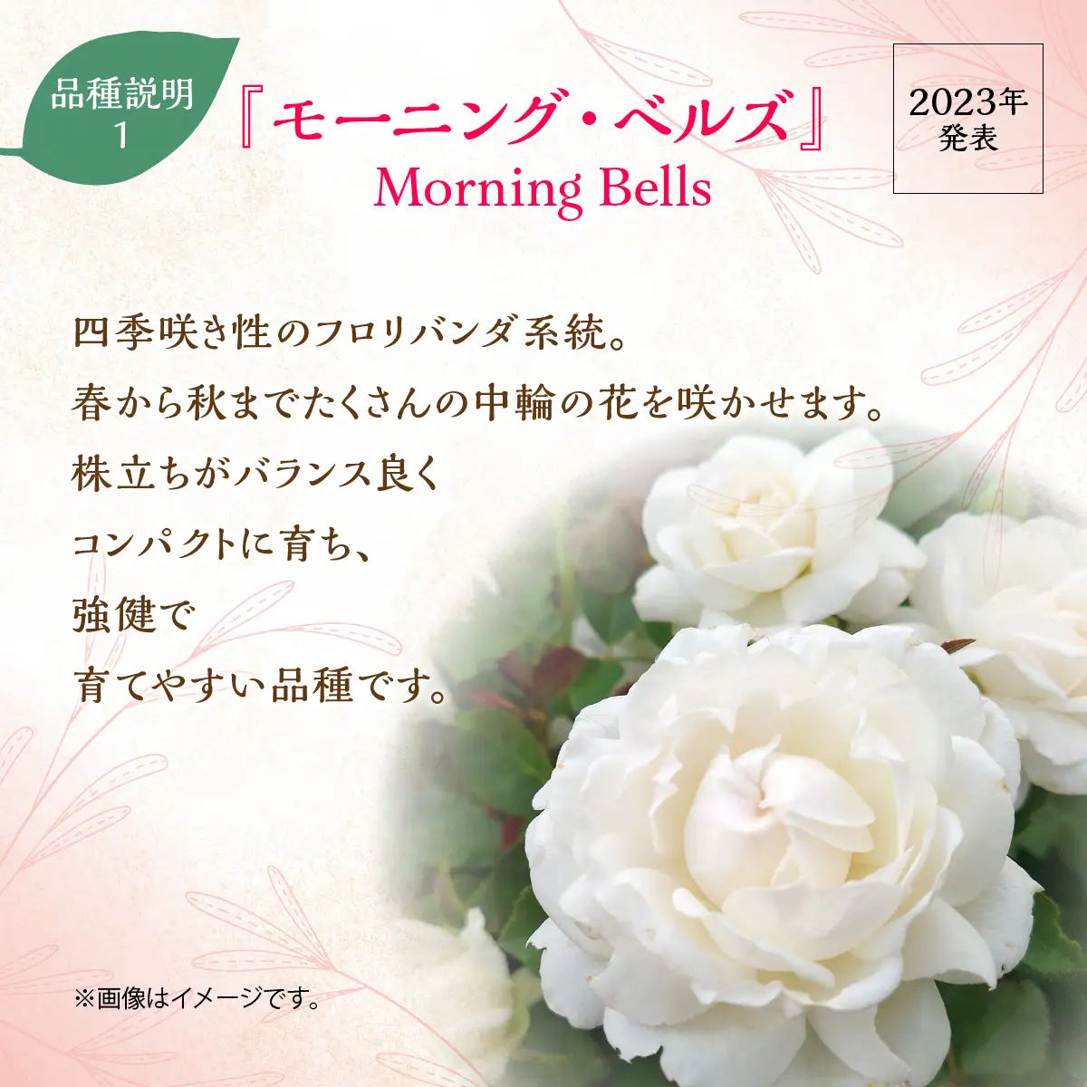 【Apple Roses】バラ苗『モーニング・ベルズ』大苗6号ポット植え  HNNH040