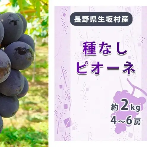 【2026年先行予約】種なしピオーネ 約1.7kg~2kg (4~6房) 小さな果樹園 ぷてぃ・べるじぇ | 種なしピオーネ