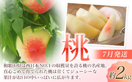 【定期便】夏の人気フルーツ定期便！桃・ピオーネ・極早生みかん（全3回）/ フルーツ 果物 もも モモ ぶどう ブドウ みかん ミカン 柑橘 旬 定期便  【tkb153】