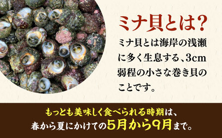 ボイル ミナ貝 450g（殻付き300g・殻剥き150g）《壱岐市》【鈴の海庭】 貝 魚貝 海産物 ボイル 刺身 小分け おつまみ サザエ ニナ貝 シッタカ [JFV001]