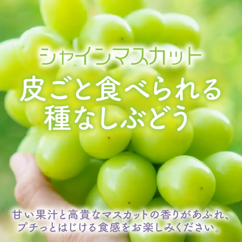 【先行予約】厳選シャインマスカット 1kg以上（2～3房）【種なし】フルーツパークOKAYU / 葡萄 シャインマスカット 完熟 旬 フルーツ 果物 福井県 あわら市 あわら産 農家おすすめ 皮ごと食べれる 甘い 高級 人気 ※2026年9月中旬より順次発送 [aw007-a005]